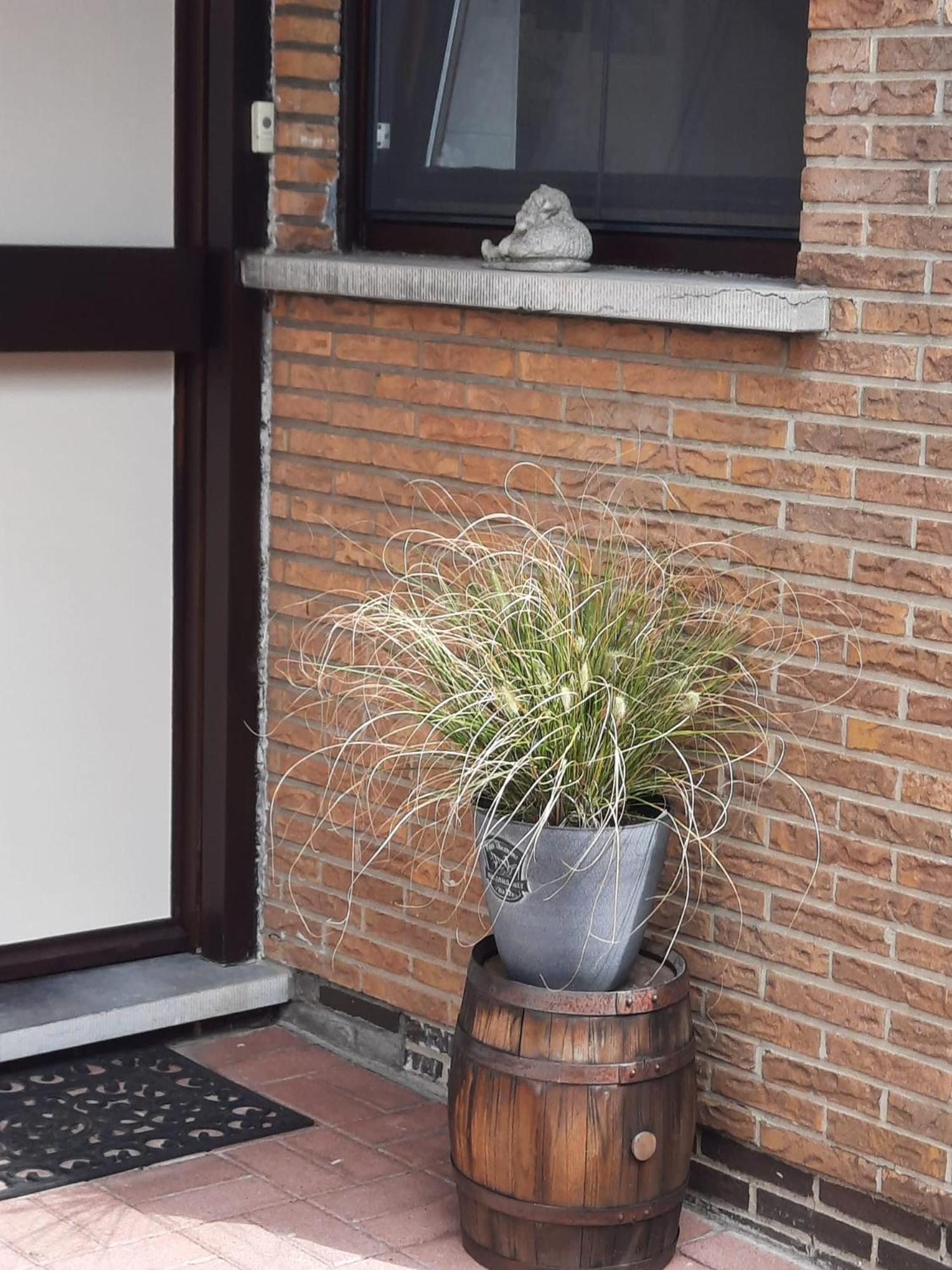 Ferienwohnung Logies Lily Oudenburg Exterior foto